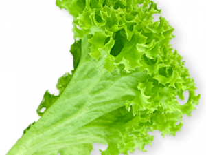 Lettuce Transparent