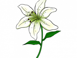 Lily PNG Photos