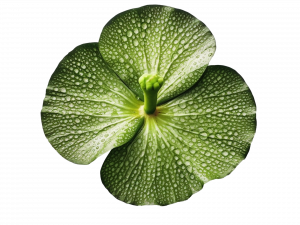 Lily Pad PNG Cutout