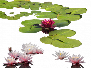 Lily Pad PNG HD Image