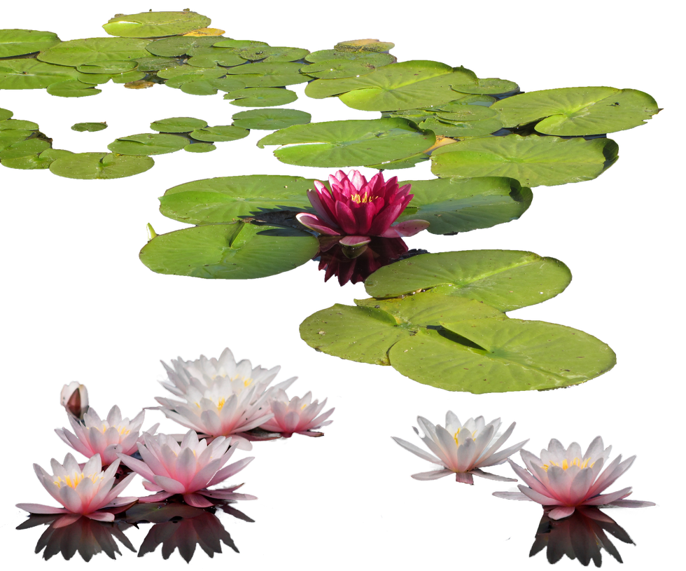 Lily Pad PNG HD Image