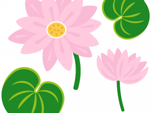 Lily Pad PNG Photo