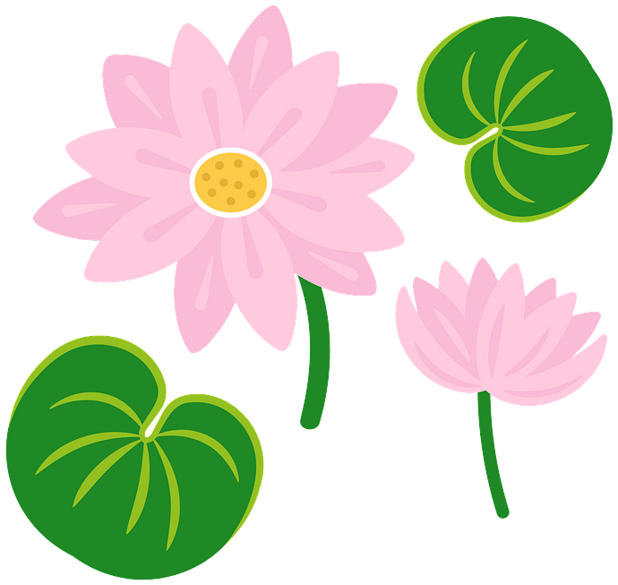 Lily Pad PNG Photo