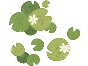 Lily Pad PNG Photos