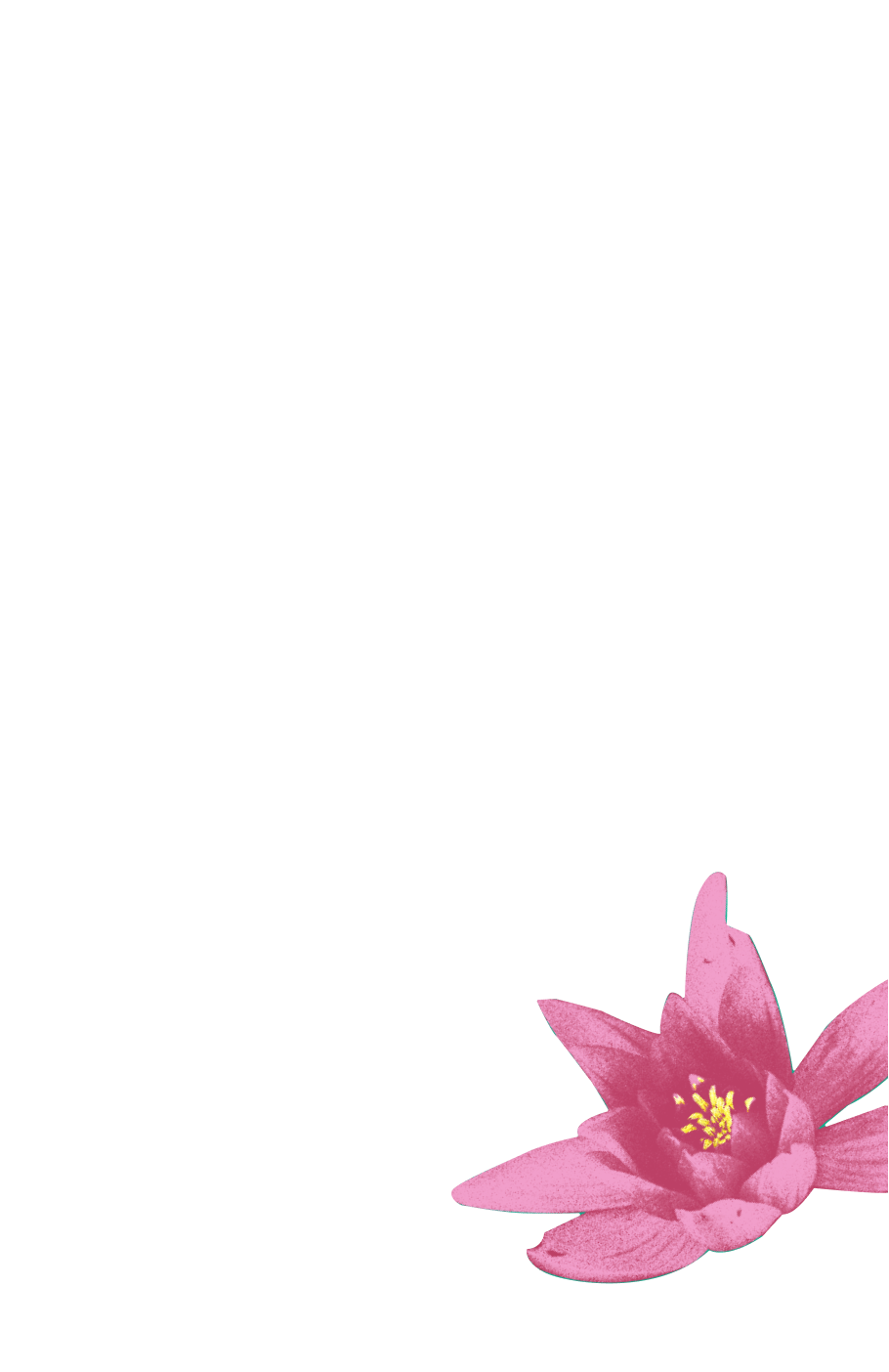 Lily Pad PNG Picture