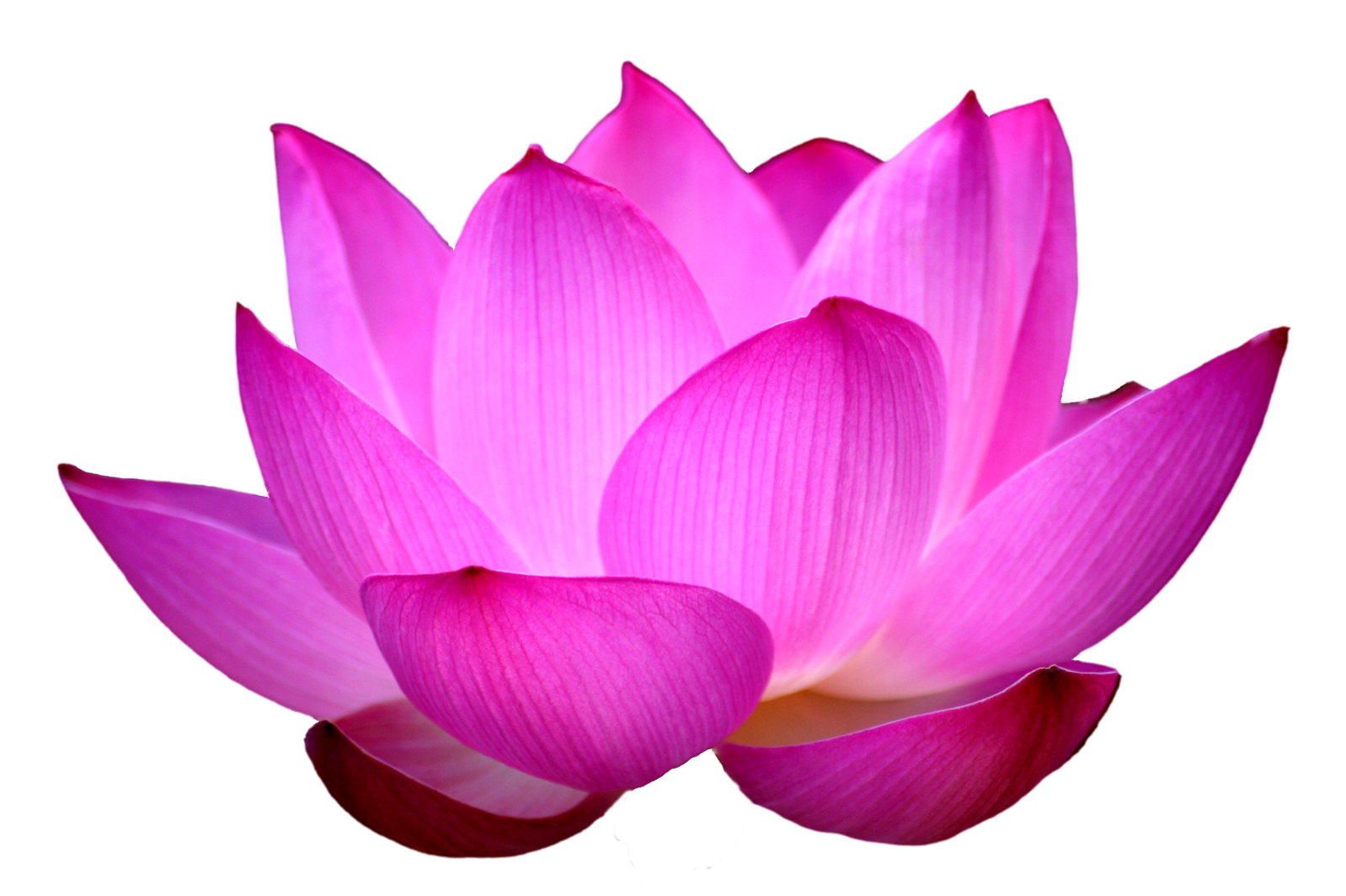 Lotus Flower PNG Pic - PNG All | PNG All