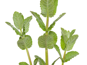 Mint Flower PNG Clipart