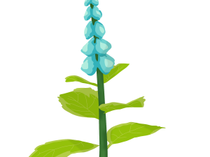 Mint Flower PNG File