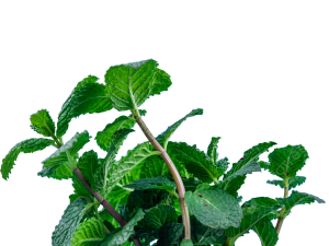 Mint Flower PNG HD Image