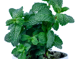 Mint Flower PNG Image