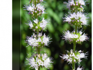 Mint Flower PNG Image HD