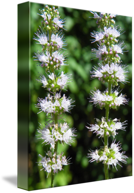 Mint Flower PNG Image HD