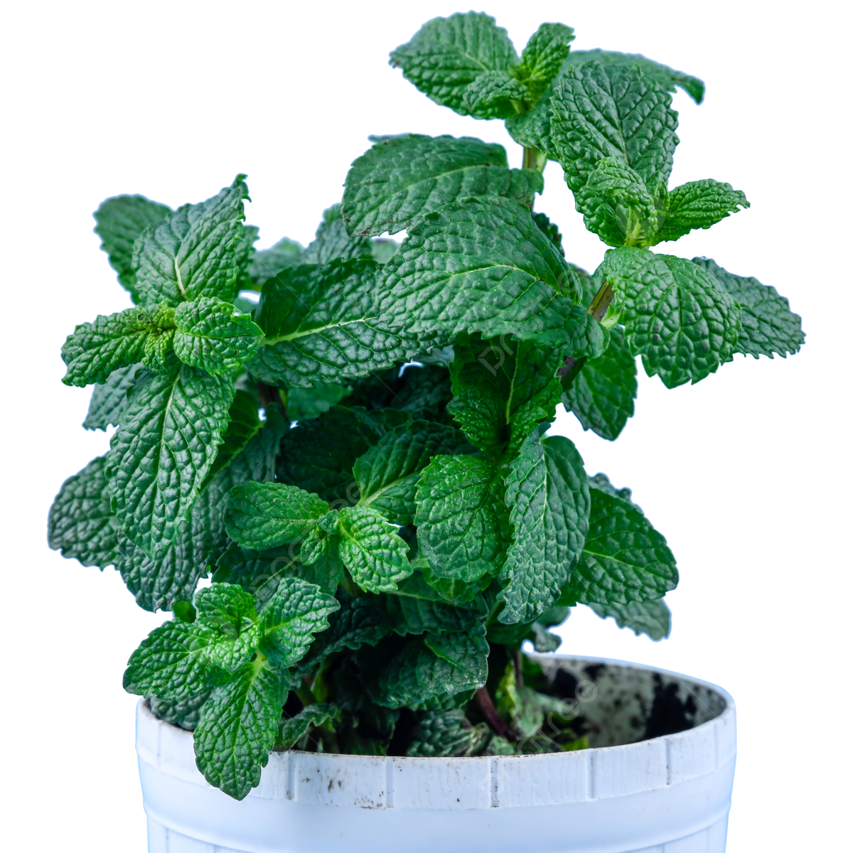 Mint Flower PNG Image