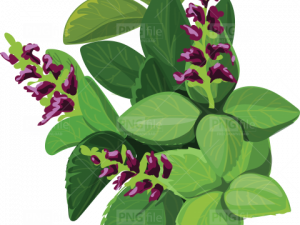 Mint Flower PNG Images HD