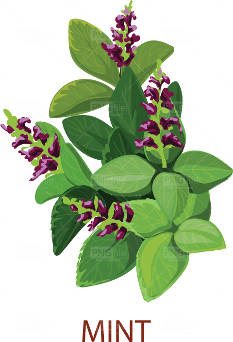 Mint Flower PNG Images HD