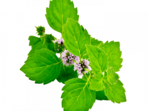 Mint Flower PNG Photo