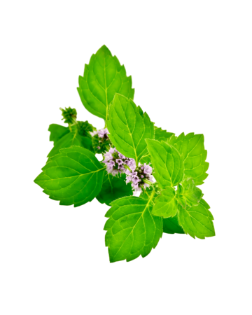 Mint Flower PNG Photo