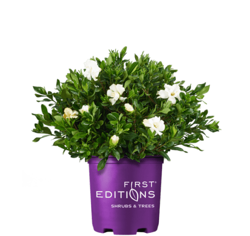 Mint Flower PNG