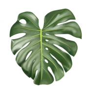 Monstera Leaf PNG File
