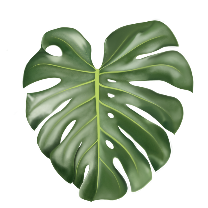Monstera Leaf PNG File