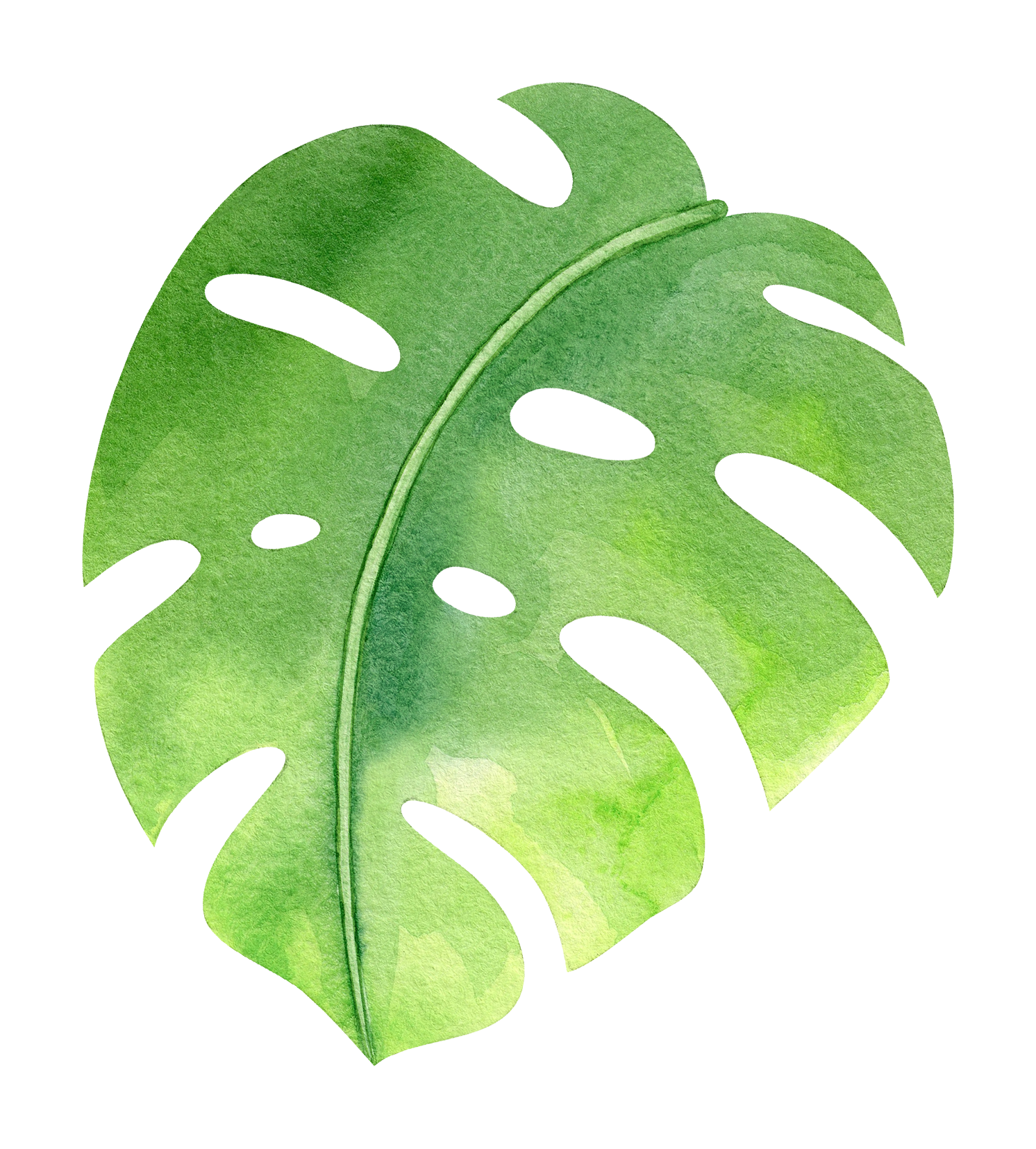 Monstera Leaf PNG Free Image