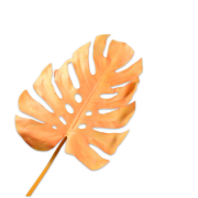 Monstera Leaf PNG HD Image