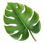Monstera Leaf PNG Photo