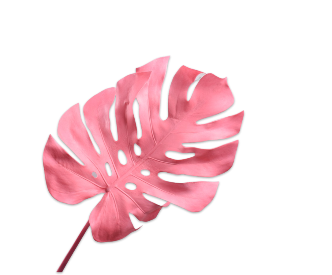 Monstera Leaf PNG Picture