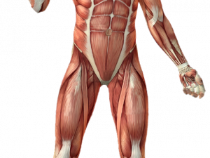 Muscular PNG Background