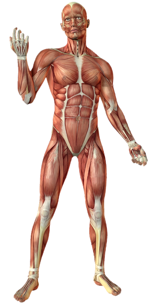 Muscular PNG Background