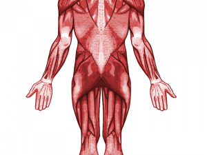 Muscular PNG Cutout