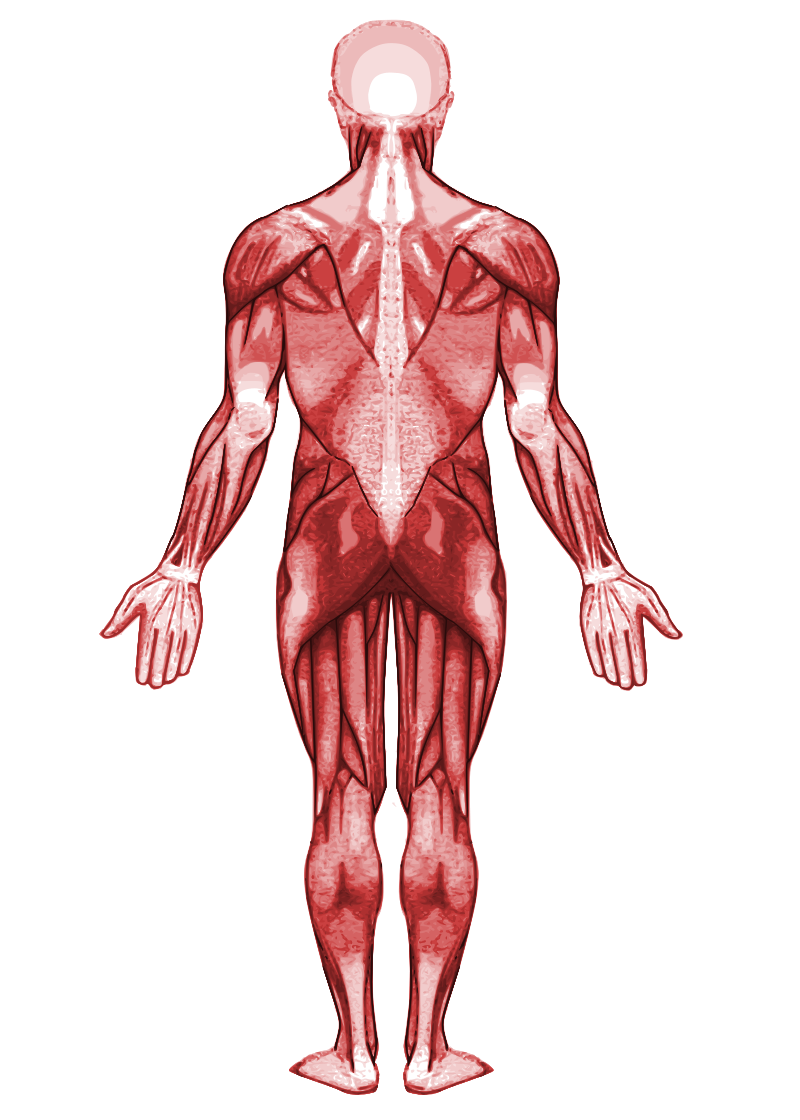 Muscular PNG Cutout