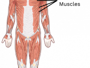 Muscular PNG Free Image