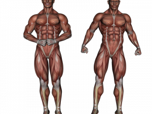 Muscular PNG Image