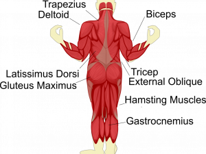 Muscular PNG Image File