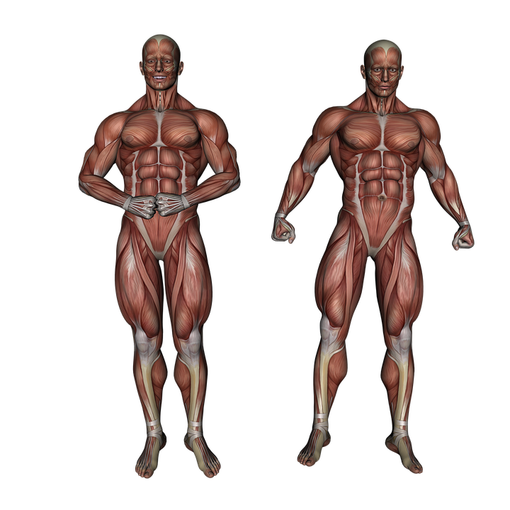 Muscular PNG Image