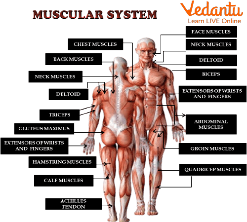 Muscular PNG Images HD