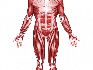 Muscular PNG Photo