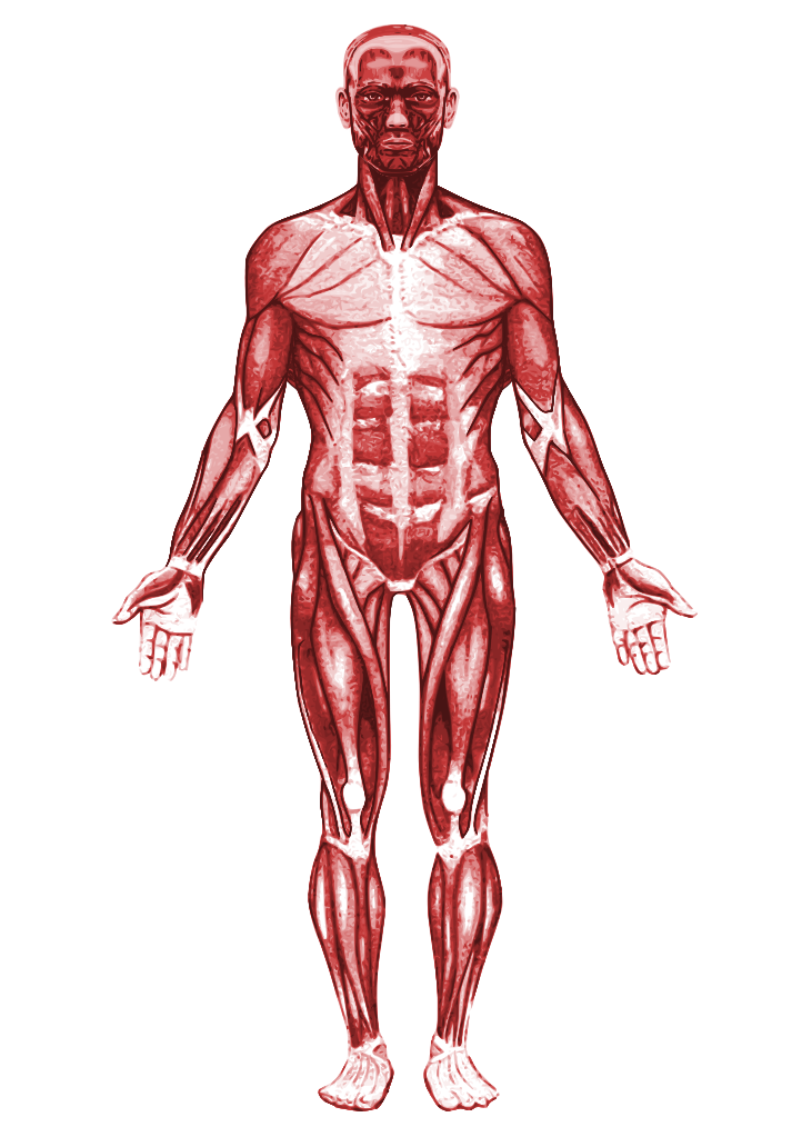 Muscular PNG Photo