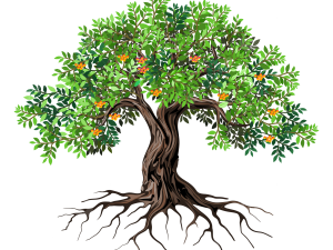 Olive Tree PNG Pic