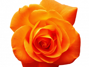 Orange Flower PNG Clipart