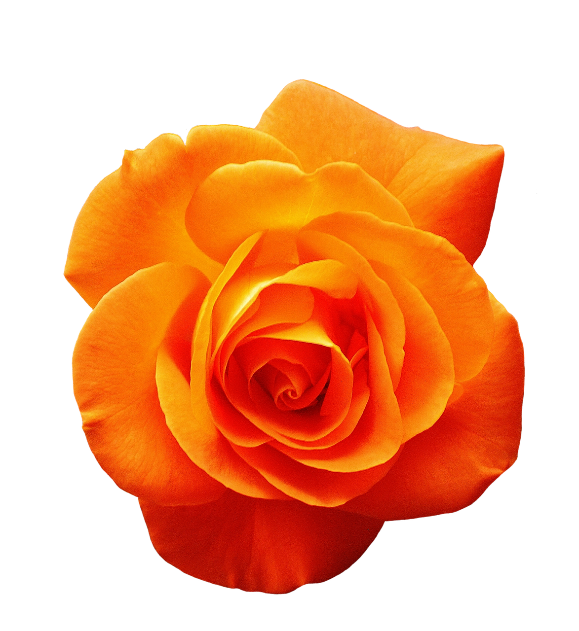 Orange Flower PNG Clipart