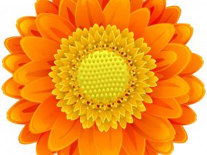 Orange Flower PNG Cutout