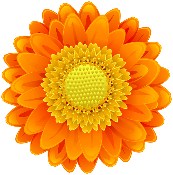 Orange Flower PNG Cutout