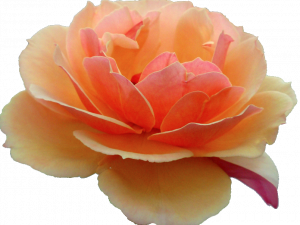 Orange Flower PNG File