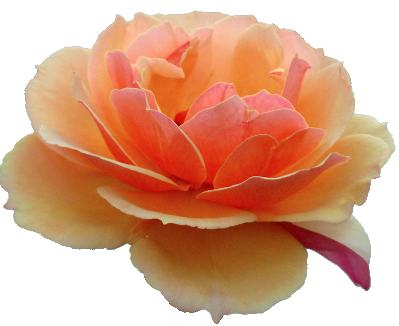 Orange Flower PNG File