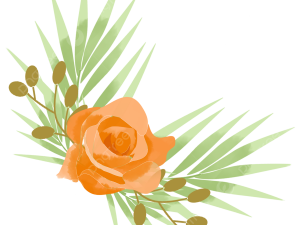 Orange Flower PNG Photos