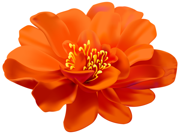 Orange Flower PNG Pic