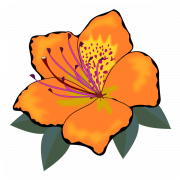 Orange Flower Transparent