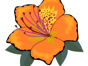 Orange Flower Transparent